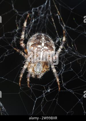 Spider identified as cross orbweaver - Araneus diadematus - seen in Washington state, USA: spider macro photography Stock Photo