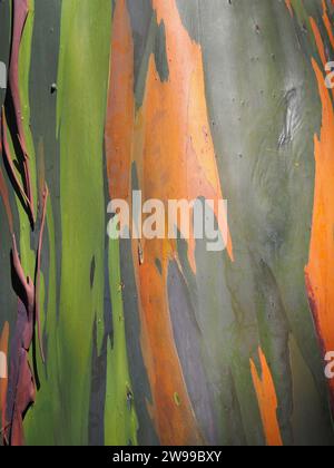 Bark of rainbow eucalyptus - Eucalyptus deglupta Stock Photo