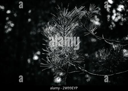A stunning black and white image of a pine tree in  Fontainebleau Forest Stock Photo