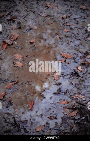 An autumnal scene with a puddle of water surrounded by fallen leaves in Fontainebleau Forest Stock Photo