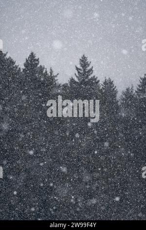 Heavy and intense snowfall in a coniferous forest on a dark winter day, moody atmosphere, copy space, negative space, textured effect Stock Photo