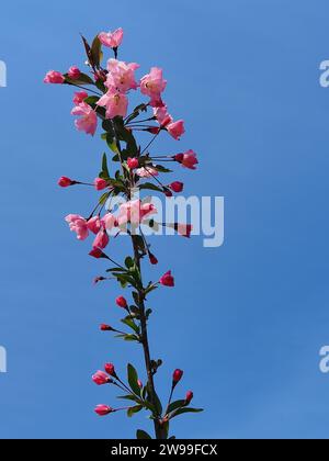 A beautiful pink blossom stands in stark contrast against a bright blue sky, dotted with fluffy white clouds Stock Photo