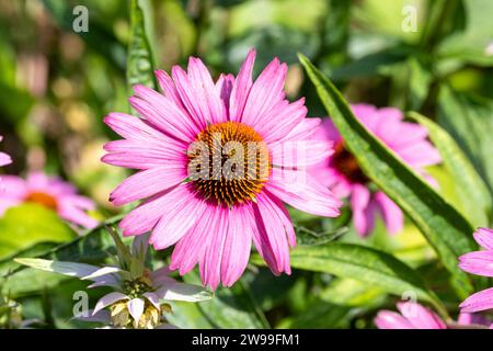 A vibrant pink flower stands out against a lush green stem while surrounding purple flowers create a stunning backdrop Stock Photo