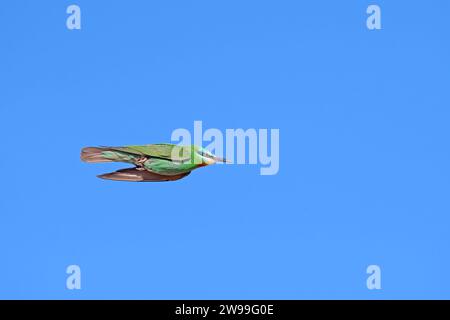 Blue-cheeked Bee-eater, Merops persicus flying in the sky. Stock Photo
