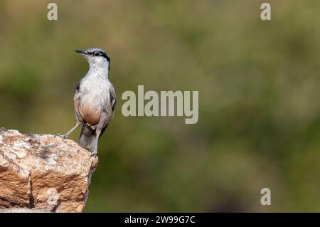 Western Rock Nuthatch, Sitta neumayer, on the rock. Stock Photo