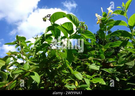 Common Snowberry plant Stock Photo