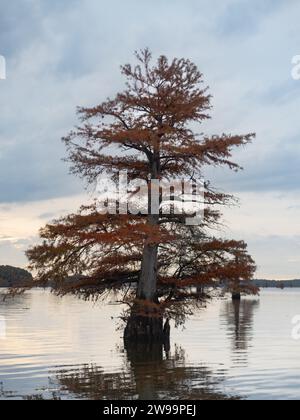 Leaning bald cypress tree with Fall foliage photographed in Caddo Lake, Texas, on an overcast morning. Stock Photo