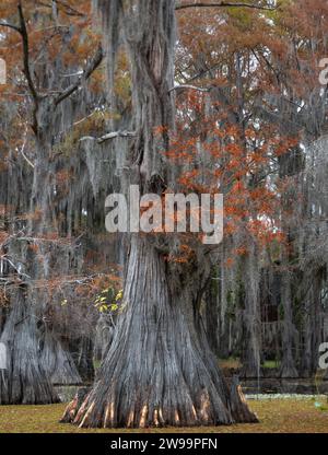 Caddo lake, Salvinia molesta, Texas, aquatic fern, giant salvinia ...