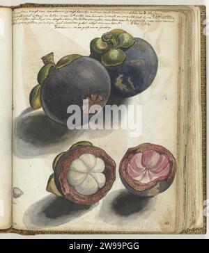 Mangistan, Jan Brandes, 1784 drawing Color drawing in the past size of the Indonesian fruit Manggistan fruit. Twice in its entirety, cut one time. With inscription. Part of Jan Brandes' sketchbook, dl. 1 (1808), p. 163 and see also p. 164. Jakarta paper. pencil. watercolor (paint) brush fruits West-Java Stock Photo
