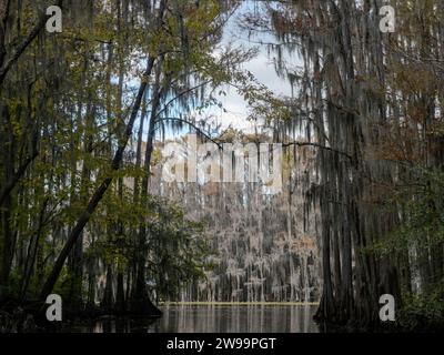 Shady tunnel of bald cypress trees and tupelo gum trees in Caddo Lake, Texas. Stock Photo