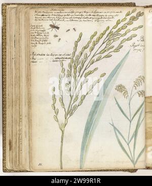 Ants and rice, Jan Brandes, 1786 drawing Color drawing of white ants in Batavia, ants on Cape of Good Hope, Rice -Arches, Blad, and Plant. With inscription. Part of Jan Brandes' sketchbook, dl. 1 (1808), p. 56. draughtsman: JakartaKaapstad paper. pencil. watercolor (paint) brush insects: ant. cereal, grain, corn (grass with grains, grown for food, e.g.: wheat, rice, rye, oats, maize, buckwheat, millet) Batavia. Cape of Good Hope Stock Photo