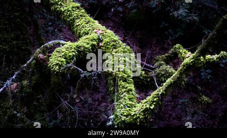 Tree trunk coved with green moss. Stock Photo
