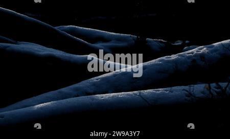 Somewhat monochromatic picture of several snow-covered large dark wooden trunks laying on the ground with the snow glittering in sunbeams Stock Photo
