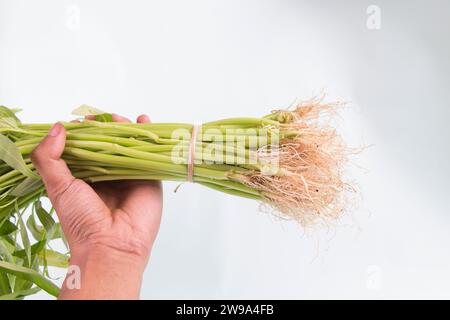 front view, man's hand holding a bunch of Water spinach or Kangkung isolated on white background. Selective focus Stock Photo