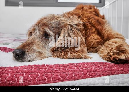 A cute red Cocker Spaniel dog with a forlorn expression lying on a cozy bed, creating a heartwarming scene of pet companionship and emotion. Stock Photo