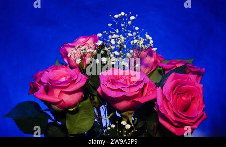 Beautiful pink rose bouquet  in red vase still life, full of colorful, patterns & lines. Against a blue background. Stock Photo