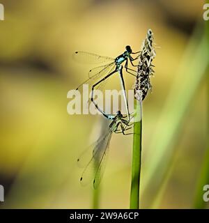 Blue dragonfly resting on branches with blurred background. Stock Photo