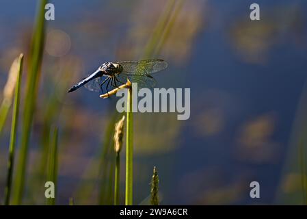 Blue dragonfly resting on branches with blurred background. Stock Photo