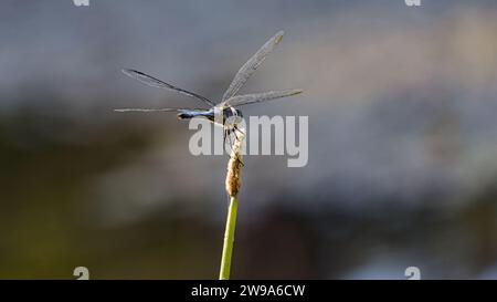Blue dragonfly resting on branches with blurred background. Stock Photo
