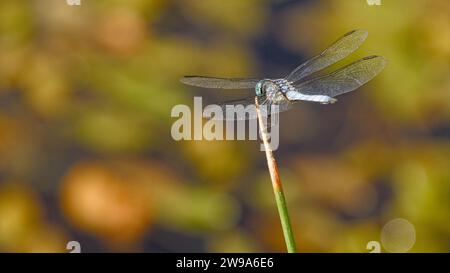 Blue dragonfly resting on branches with blurred background. Stock Photo