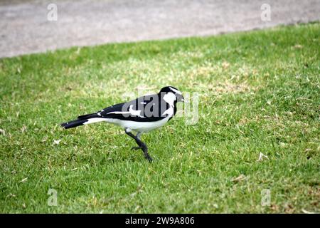Male Magpie-lark (Grallina cyanoleuca) looking for grubs in the green grass : (pix Sanjiv Shukla) Stock Photo