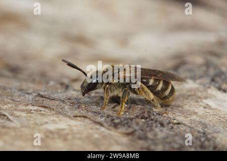 Detailed closeup on a small female Bronze furrow bee, Halictus tumulorum on a piece of wood in the garden Stock Photo