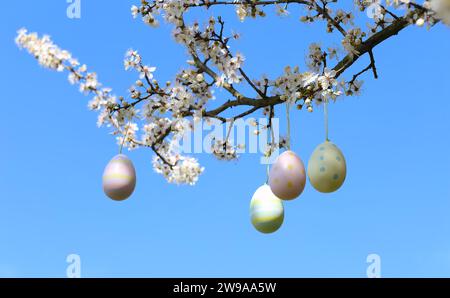 colorful easter eggs hanging on blooming plum tree branches outdoor in park or garden Stock Photo