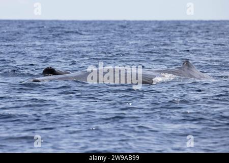 Sperm Whale (Physeter macrocephalus) mother-and-calf pair, Pico of the Azores, Portugal Stock Photo