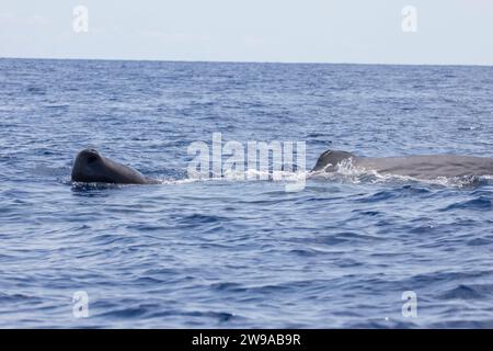 Sperm Whale (Physeter macrocephalus) mother-and-calf pair with the calf checking out the boat, Azores, Portugal Stock Photo