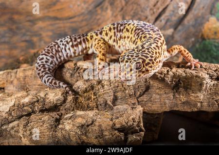 Portrait of leopard gecko. Eublepharis macularius isolated on a wood background. Stock Photo