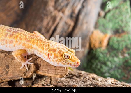 Portrait of leopard gecko. Eublepharis macularius isolated on a wood background. Stock Photo