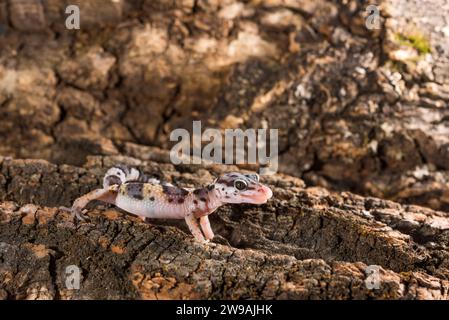 Eublepharis Macularius is a cute leopard gecko. Little lizard isolated on a wooden background. Stock Photo