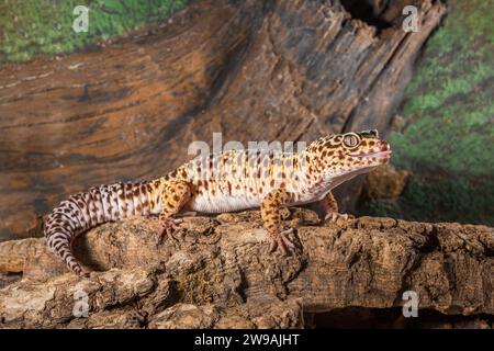 Eublepharis macularius. leopard gecko isolated on a wood background. Stock Photo