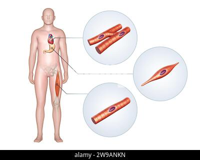 Illustration of the structure of smooth muscle in prostate and urinary  bladder. This illustration is from 'Asklepios Atlas of the Human Anatomy'  Stock Photo - Alamy