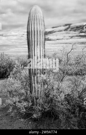 The Sonora desert in infrared central Arizona USA with saguaro Stock Photo