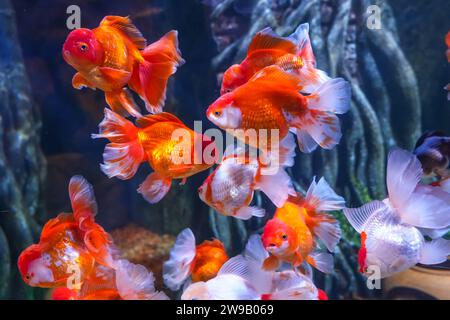 Flock of large goldfish white spots in a large aquarium. Stock Photo