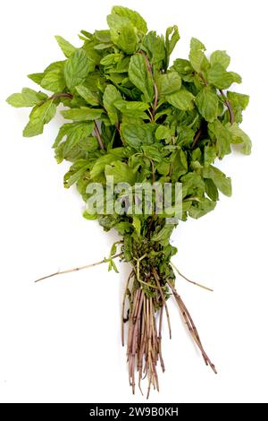 fresh Mentha Spearmint bunch - Pudina with roots - Peppermint in white isolated background Stock Photo