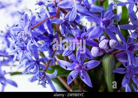 Beautiful blue flowers snowdrops Scilla bifolia alpine squill, two-leaf squill on a white background with space for text. Spring decoration. Stock Photo