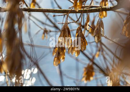 Yellow maple seeds against the blue sky. Macro. Maple branches with golden seeds on a clear sunny day. Close-up. Early spring concept. Bright beautifu Stock Photo