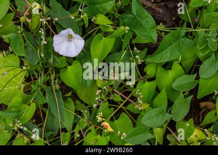 Field bindweed or Convolvulus arvensis European bindweed Creeping Jenny Possession vine herbaceous perennial plant with open and closed white flowers Stock Photo