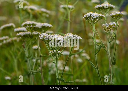 Common yarrow Achillea millefolium white flowers close up, floral background green leaves. Medicinal organic natural herbs, plants concept. Wild yarro Stock Photo