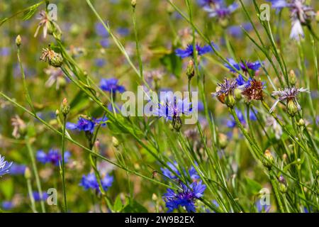 the blue cornflower centaurea cyanus is an edible plant. Stock Photo