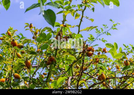 Red rose hips of dog rose. Rosa canina, commonly known as the dog rose. Stock Photo