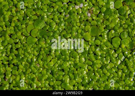 Duckweed - Cultivation of duckweed. Lemna trisulca . Stock Photo