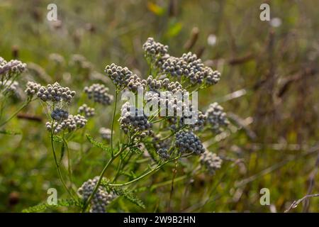 Common yarrow Achillea millefolium white flowers close up, floral background green leaves. Medicinal organic natural herbs, plants concept. Wild yarro Stock Photo