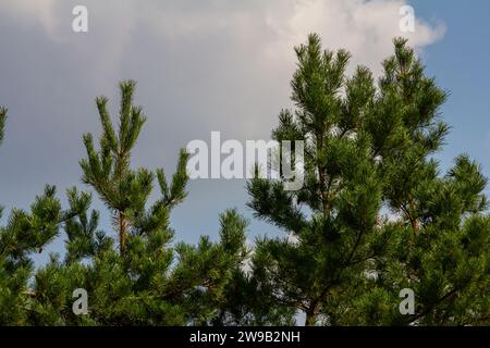 Pine branches on a spring day against the background of the sky with clouds. Stock Photo