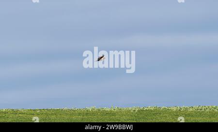 A bird of prey flies over the field Stock Photo