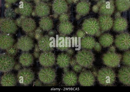 A view of the small cactus plants belong to the Kroenleinia genus is growing in a black seedling tray from above. These are ornamental cactus plants Stock Photo