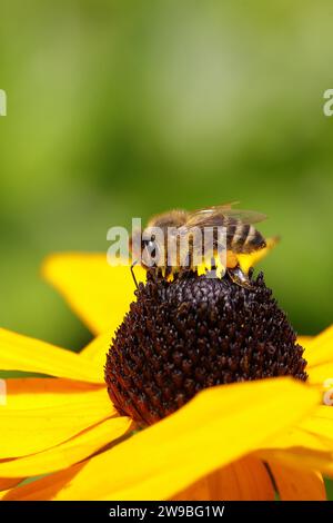 European honey bee (Apis mellifera), with pollen pollen, collecting nectar from a yellow coneflower (Echinacea paradoxa), Wilnsdorf, North Rhine-Westp Stock Photo