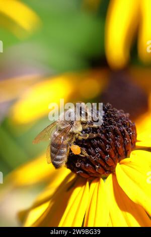 European honey bee (Apis mellifera), with pollen pollen, collecting nectar from a yellow coneflower (Echinacea paradoxa), Wilnsdorf, North Rhine-Westp Stock Photo